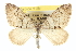  (Thera latens - CCDB-20266-B05)  @15 [ ] CreativeCommons - Attribution (2013) CBG Photography Group Centre for Biodiversity Genomics