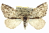  ( - CCDB-20266-C09)  @15 [ ] CreativeCommons - Attribution (2013) CBG Photography Group Centre for Biodiversity Genomics