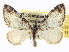  ( - CCDB-20266-E05)  @15 [ ] CreativeCommons - Attribution (2013) CBG Photography Group Centre for Biodiversity Genomics