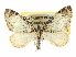 ( - CCDB-20266-E07)  @15 [ ] CreativeCommons - Attribution (2013) CBG Photography Group Centre for Biodiversity Genomics