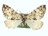  ( - CCDB-20266-F04)  @13 [ ] CreativeCommons - Attribution (2013) CBG Photography Group Centre for Biodiversity Genomics