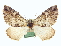  ( - CCDB-20266-F06)  @13 [ ] CreativeCommons - Attribution (2013) CBG Photography Group Centre for Biodiversity Genomics