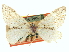  ( - CCDB-20266-G03)  @11 [ ] CreativeCommons - Attribution (2013) CBG Photography Group Centre for Biodiversity Genomics