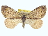 ( - CCDB-20266-H10)  @15 [ ] CreativeCommons - Attribution (2013) CBG Photography Group Centre for Biodiversity Genomics