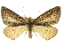  ( - CCDB-20267-B05)  @15 [ ] CreativeCommons - Attribution (2013) CBG Photography Group Centre for Biodiversity Genomics