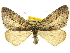  (Cyclica frondaria - CCDB-20267-B08)  @15 [ ] CreativeCommons - Attribution (2013) CBG Photography Group Centre for Biodiversity Genomics