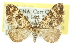  (Perizoma ochreata - CCDB-20268-A09)  @15 [ ] CreativeCommons - Attribution (2013) CBG Photography Group Centre for Biodiversity Genomics