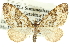  ( - CCDB-20268-A11)  @15 [ ] CreativeCommons - Attribution (2013) CBG Photography Group Centre for Biodiversity Genomics