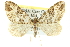  ( - CCDB-20268-B01)  @13 [ ] CreativeCommons - Attribution (2013) CBG Photography Group Centre for Biodiversity Genomics