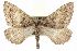  ( - CCDB-20268-B11)  @14 [ ] CreativeCommons - Attribution (2013) CBG Photography Group Centre for Biodiversity Genomics