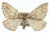  ( - CCDB-20268-B12)  @15 [ ] CreativeCommons - Attribution (2013) CBG Photography Group Centre for Biodiversity Genomics