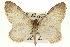  (Stamnoctenis rubrosuffusa - CCDB-20268-H05)  @15 [ ] CreativeCommons - Attribution (2013) CBG Photography Group Centre for Biodiversity Genomics
