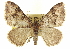  ( - CCDB-20269-D01)  @15 [ ] CreativeCommons - Attribution (2013) CBG Photography Group Centre for Biodiversity Genomics