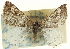  ( - CCDB-20269-D04)  @13 [ ] CreativeCommons - Attribution (2013) CBG Photography Group Centre for Biodiversity Genomics