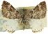  ( - CCDB-20269-D05)  @11 [ ] CreativeCommons - Attribution (2013) CBG Photography Group Centre for Biodiversity Genomics