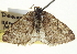  ( - CCDB-20269-D07)  @13 [ ] CreativeCommons - Attribution (2013) CBG Photography Group Centre for Biodiversity Genomics