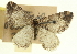  ( - CCDB-20269-D09)  @11 [ ] CreativeCommons - Attribution (2013) CBG Photography Group Centre for Biodiversity Genomics