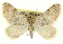  (Cataclysmini - CCDB-20269-E11)  @15 [ ] CreativeCommons - Attribution (2013) CBG Photography Group Centre for Biodiversity Genomics