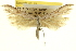  (Oidaematophorus brucei - CCDB-20274-D07)  @13 [ ] CreativeCommons - Attribution (2013) CBG Photography Group Centre for Biodiversity Genomics