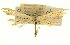  (Oidaematophorus rileyi - CCDB-20274-F04)  @11 [ ] CreativeCommons - Attribution (2013) CBG Photography Group Centre for Biodiversity Genomics