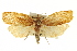  ( - CCDB-20275-E03)  @11 [ ] CreativeCommons - Attribution (2013) CBG Photography Group Centre for Biodiversity Genomics