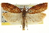  ( - CCDB-20275-F02)  @14 [ ] CreativeCommons - Attribution (2013) CBG Photography Group Centre for Biodiversity Genomics