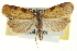  ( - CCDB-20275-F10)  @14 [ ] CreativeCommons - Attribution (2013) CBG Photography Group Centre for Biodiversity Genomics