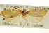  ( - CCDB-20275-G01)  @11 [ ] CreativeCommons - Attribution (2013) CBG Photography Group Centre for Biodiversity Genomics