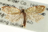  ( - CCDB-20275-G03)  @11 [ ] CreativeCommons - Attribution (2013) CBG Photography Group Centre for Biodiversity Genomics