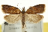  ( - CCDB-20275-H07)  @14 [ ] CreativeCommons - Attribution (2013) CBG Photography Group Centre for Biodiversity Genomics