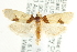  (Henricus cognatus - CCDB-20277-A01)  @15 [ ] CreativeCommons - Attribution (2013) CBG Photography Group Centre for Biodiversity Genomics