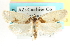  ( - CCDB-20277-A02)  @15 [ ] CreativeCommons - Attribution (2013) CBG Photography Group Centre for Biodiversity Genomics