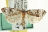  (Henricus macrocarpana - CCDB-20277-A11)  @14 [ ] CreativeCommons - Attribution (2013) CBG Photography Group Centre for Biodiversity Genomics