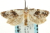  ( - CCDB-20277-C07)  @13 [ ] CreativeCommons - Attribution (2013) CBG Photography Group Centre for Biodiversity Genomics