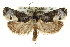  ( - CCDB-20277-H01)  @14 [ ] CreativeCommons - Attribution (2013) CBG Photography Group Centre for Biodiversity Genomics