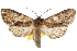  ( - CCDB-20821-A01)  @14 [ ] CreativeCommons - Attribution (2013) CBG Photography Group Centre for Biodiversity Genomics