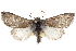  (Pleromelloida - CCDB-20821-B11)  @15 [ ] CreativeCommons - Attribution (2013) CBG Photography Group Centre for Biodiversity Genomics