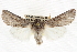  ( - CCDB-20821-C07)  @15 [ ] CreativeCommons - Attribution (2013) CBG Photography Group Centre for Biodiversity Genomics