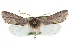  ( - CCDB-20821-C09)  @14 [ ] CreativeCommons - Attribution (2013) CBG Photography Group Centre for Biodiversity Genomics