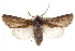  ( - CCDB-20821-C10)  @11 [ ] CreativeCommons - Attribution (2013) CBG Photography Group Centre for Biodiversity Genomics