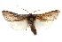  ( - CCDB-20821-C11)  @11 [ ] CreativeCommons - Attribution (2013) CBG Photography Group Centre for Biodiversity Genomics
