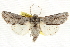  (Supralathosea baboquivariensis - CCDB-20821-C12)  @15 [ ] CreativeCommons - Attribution (2013) CBG Photography Group Centre for Biodiversity Genomics