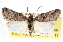  ( - CCDB-20821-D08)  @11 [ ] CreativeCommons - Attribution (2013) CBG Photography Group Centre for Biodiversity Genomics