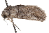  ( - CCDB-20821-D10)  @11 [ ] CreativeCommons - Attribution (2013) CBG Photography Group Centre for Biodiversity Genomics