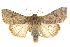  ( - CCDB-20821-G12)  @11 [ ] CreativeCommons - Attribution (2013) CBG Photography Group Centre for Biodiversity Genomics