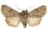  ( - CCDB-20821-H02)  @11 [ ] CreativeCommons - Attribution (2013) CBG Photography Group Centre for Biodiversity Genomics