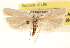  (Antaeotricha furcata - CCDB-23272-A08)  @15 [ ] CreativeCommons - Attribution (2014) CBG Photography Group Centre for Biodiversity Genomics