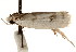  (Antaeotricha irene - CCDB-23272-A11)  @14 [ ] CreativeCommons - Attribution (2014) CBG Photography Group Centre for Biodiversity Genomics