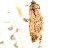  ( - CCDB-23272-B11)  @11 [ ] CreativeCommons - Attribution (2014) CBG Photography Group Centre for Biodiversity Genomics