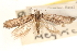  (Pyramidobela agyrtodes - CCDB-23272-C02)  @11 [ ] CreativeCommons - Attribution (2014) CBG Photography Group Centre for Biodiversity Genomics